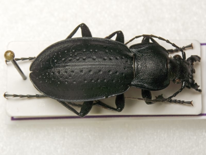 Carabus sibiricus fossulatus